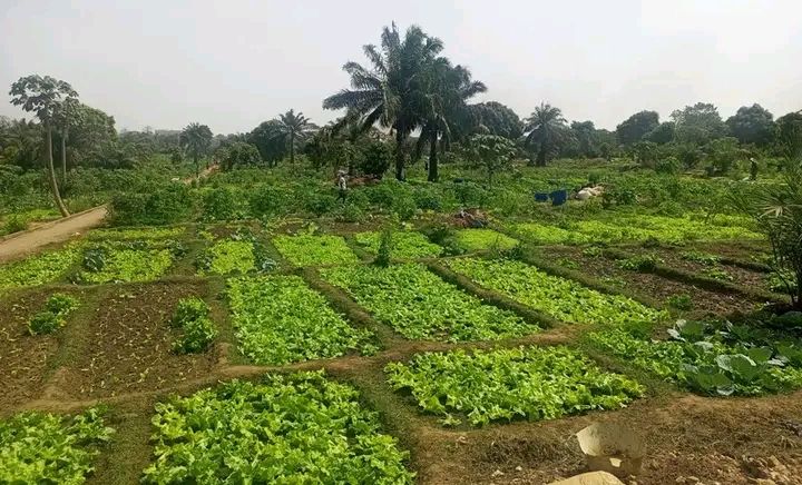 Granja de Pessubé: Horticulturas denunciam a  insegurança