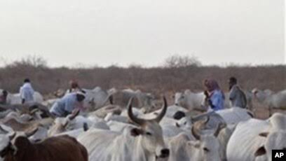 Xitole: Criadores de gado aterrorizados e polícia sem meios