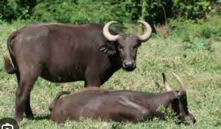 Associação de Bigene alerta para conflito sobre roubo de gados na fronteira