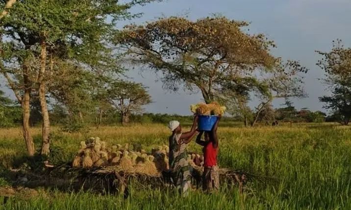 Governo proíbe cobranças sobre produtos alimentares e artesanais