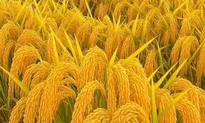 “Ano agrícola foi bom, mas podia ser melhor”,  diz líder dos agricultores